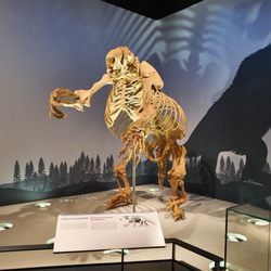 Royal Alberta Museum - Giant sloth