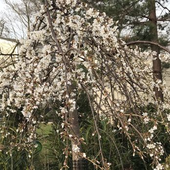 D & S Landscaping - Flowering cherry April - Home & Garden Near Me - Edison, New Jersey