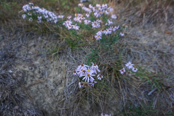 Great Island Trail by null