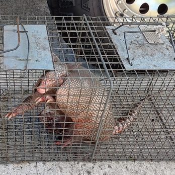 A Affordable Animal Removal - Wildlife Control Near Me A Affordable Animal Removal - Wildlife Control Near Me