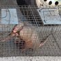 Photo of A Affordable Animal Removal