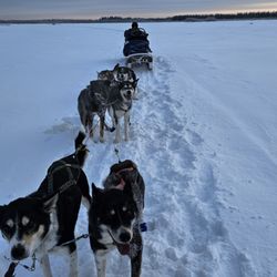 Trail Breaker Kennel