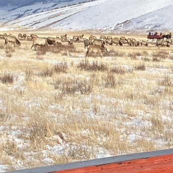 National Elk Refuge Sleigh Rides - Elks. - Parks Near Me - Jackson, Wyoming National Elk Refuge Sleigh Rides - Elks. - Parks Near Me - Jackson, Wyoming