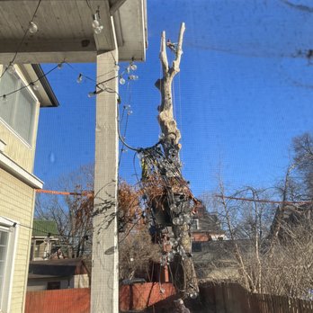 Maxima's Tree Service - Just trunk. Almost done - Tree Services Near Me - St. Louis, Missouri Maxima's Tree Service - Just trunk. Almost done - Tree Services Near Me - St. Louis, Missouri