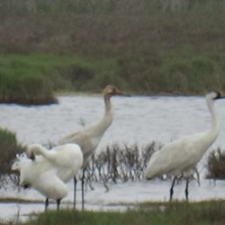 Mom and Pop's RV and Fishing Retreat - Papa, Mama and chick Whooping Cranes. These birds stand about 5 feet!