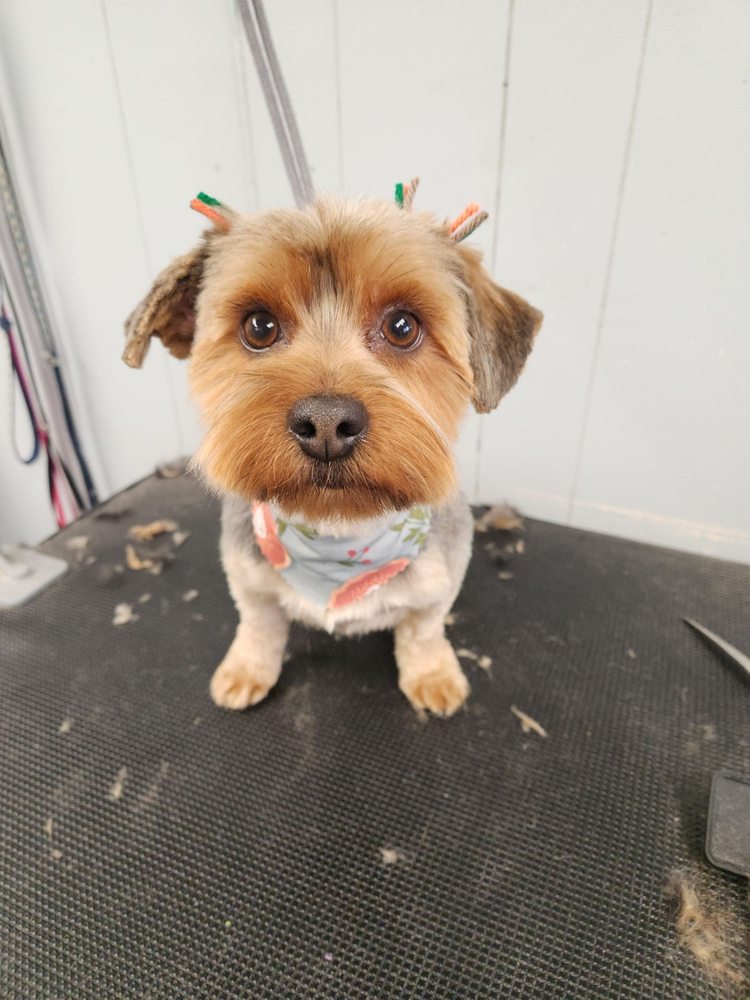 JAMIES DOGGIE DIVAS Updated October 2024 10 Photos 30 E 300th N, Spanish Fork, Utah Pet