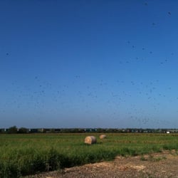 Paloma Pachanga - You can always expect a great dove hunt when you're at Paloma Pachanga!