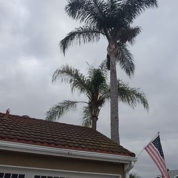 My Tree Experts - Before - Tree Services Near Me My Tree Experts - Before - Tree Services Near Me