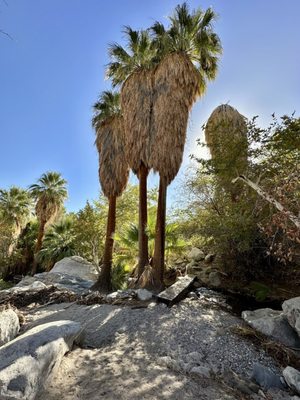 Indian Canyons by null