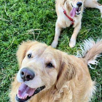 Veterinary Emergency Group - Gracie & Josie - Emergency Pet Hospital Near Me - San Ramon, California