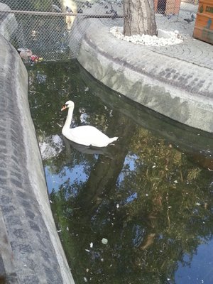 Kuğulu Park by null