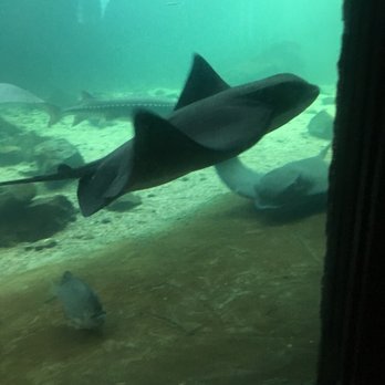Ocean World - Did I mention the rays are my fave? - Aquariums Near Me - Crescent City, California