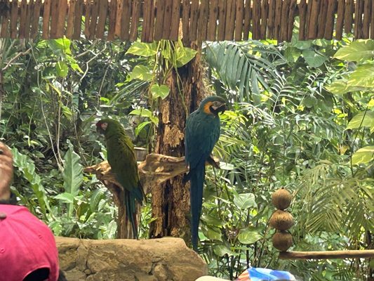 Croco Cun Zoo by null