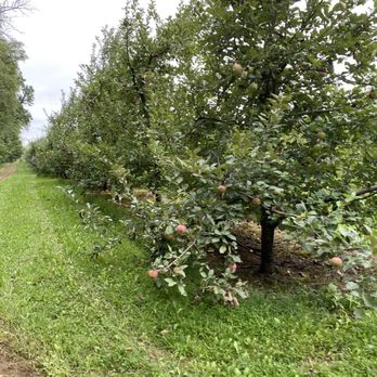 Solebury Orchards - Orchard - Fruits & Veggies Near Me - New Hope, Pennsylvania Solebury Orchards - Orchard - Fruits & Veggies Near Me - New Hope, Pennsylvania