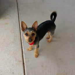 Maddie Mae after her hair cut. Maddie Mae after her hair cut.