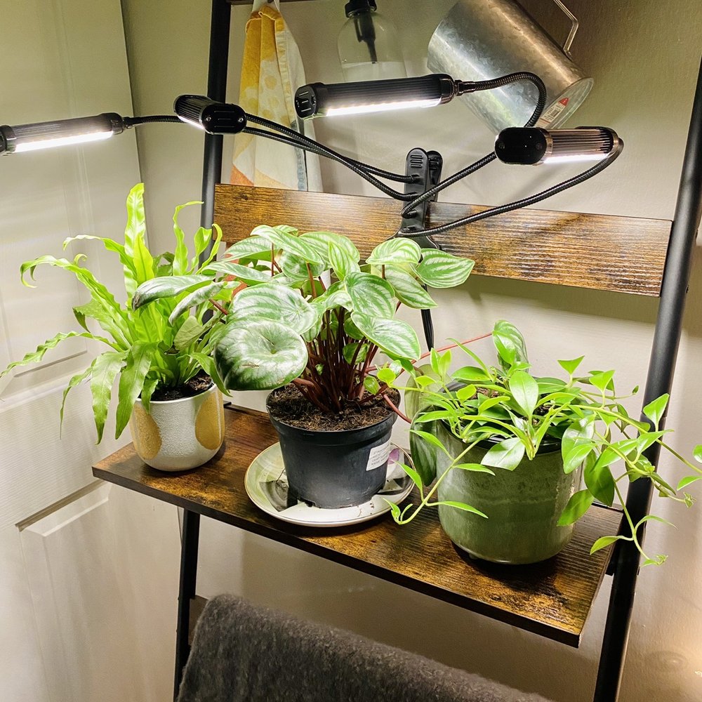 Bird's nest fern, watermelon peperomia, and a lipstick plant! Bird's nest fern, watermelon peperomia, and a lipstick plant!