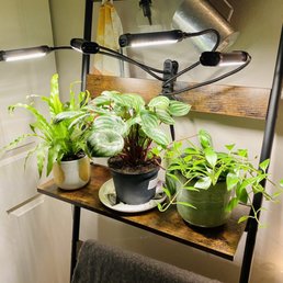 Bird's nest fern, watermelon peperomia, and a lipstick plant!