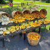 Ciesluk Farmstand gift card