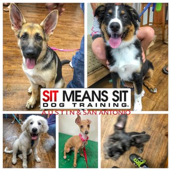 Sit Means Sit South Austin - Pet Training Near Me - Austin, Texas Sit Means Sit South Austin - Pet Training Near Me - Austin, Texas