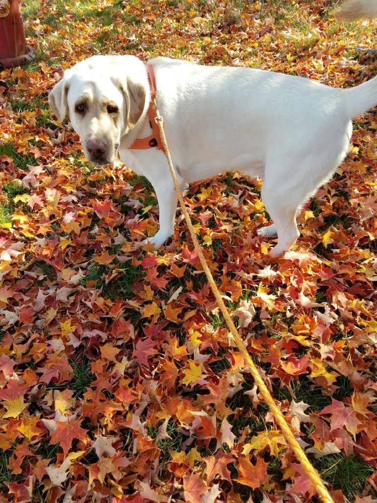 Callahan's Camp For Canines - pet boarding facility in Wilbraham, MA