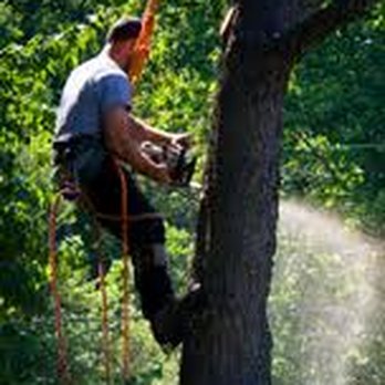 Tree Removal Specialist - Tree Services Near Me - Fort Mill, South Carolina Tree Removal Specialist - Tree Services Near Me - Fort Mill, South Carolina