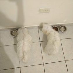Dohgy’s