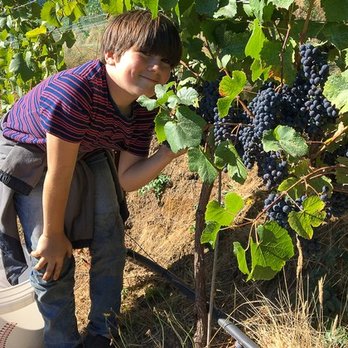 Roberts Ranch Vineyards - a boy picking grapes from the vine - Wine Tasting Room Near Me - Ben Lomond, California Roberts Ranch Vineyards - a boy picking grapes from the vine - Wine Tasting Room Near Me - Ben Lomond, California