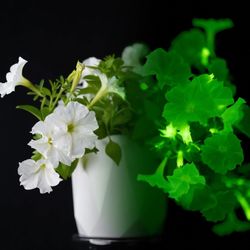 Beaver Bark Gift & Garden Center - We sell glow-in-the-dark petunias. Let me introduce you to the 'Firefly Petunia'