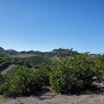 Sunmist Tangerine Farm - Pick Your Own Farms Near Me - Temecula, California
