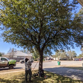 Capitol Tree Care - Tree single - before - Tree Services Near Me - Austin, Texas