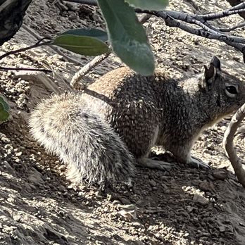 Irvine Regional Park - Squirrel - Parks Near Me - Orange, California Irvine Regional Park - Squirrel - Parks Near Me - Orange, California