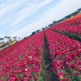 The Flower Fields - (ORANGE) (PINK) (RED) Ranunculus. - Venues & Event Spaces Near Me - Carlsbad, California The Flower Fields - (ORANGE) (PINK) (RED) Ranunculus. - Venues & Event Spaces Near Me - Carlsbad, California