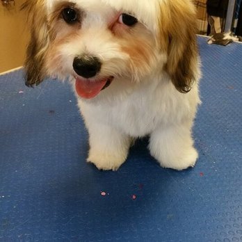 100% Fancy Grooms - 1st grooming appointment at Fancy Grooms at only 3 months old! - Pet Groomers Near Me - Fresno, California 100% Fancy Grooms - 1st grooming appointment at Fancy Grooms at only 3 months old! - Pet Groomers Near Me - Fresno, California