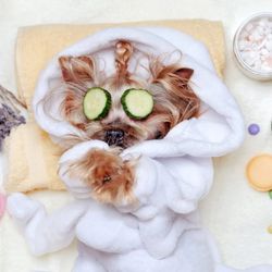 The Lux Dog Grooming