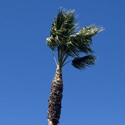 Harbor Area Landscaping