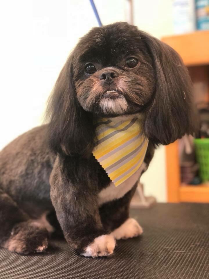 MAKEOVER ROVER MOBILE PET GROOMING Updated August 2024 24 Photos