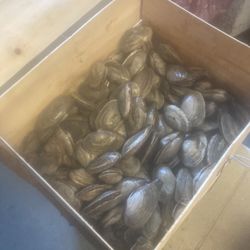 Diggers Catch Seafood