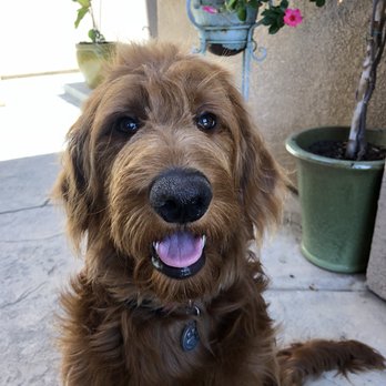 Colony Breeders - Pet Breeders Near Me