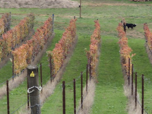 Compris Vineyard by null