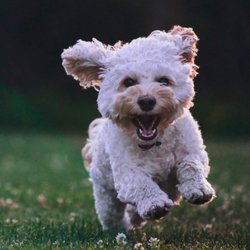 Ticket City - At TicketCity, we love dogs...especially puppies.