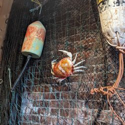 Steamers Lobster Company