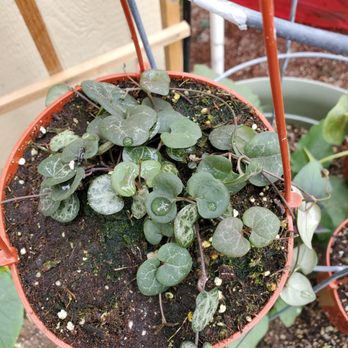 Martinez Nursery - String of hearts. - Nurseries & Gardening Near Me - Buena Park, California Martinez Nursery - String of hearts. - Nurseries & Gardening Near Me - Buena Park, California