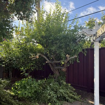 Curry Brothers Tree Care - plum tree before removal - Tree Services Near Me - Los Gatos, California Curry Brothers Tree Care - plum tree before removal - Tree Services Near Me - Los Gatos, California