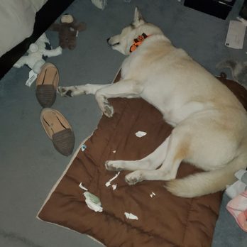 Pet Food Express - What's left of her ice cream cup lmao - Pet Stores Near Me - Sacramento, California Pet Food Express - What's left of her ice cream cup lmao - Pet Stores Near Me - Sacramento, California