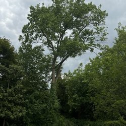 3 Brothers Tree Service - Tree removal and pruning