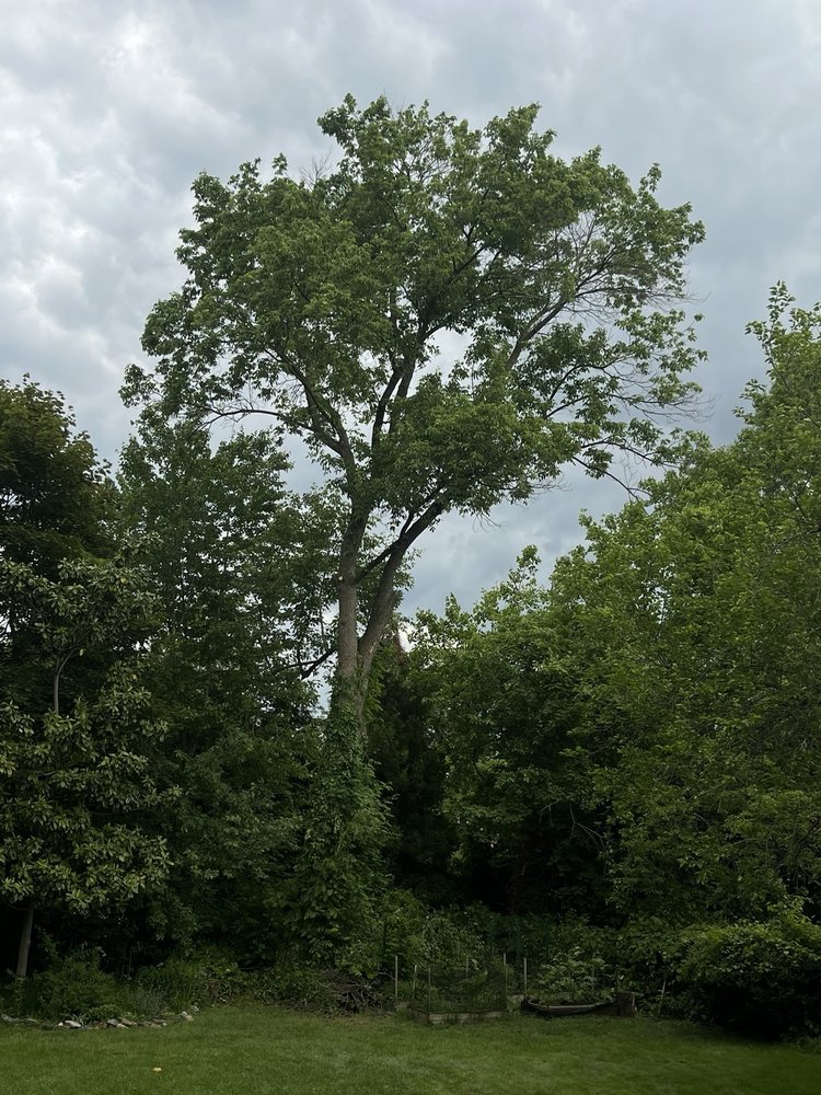 3 Brothers Tree Service - tree service in Wilmington, DE