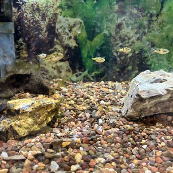 Aquatic Dog - Pea Puffers! - Local Fish Stores Near Me - Denver, Colorado