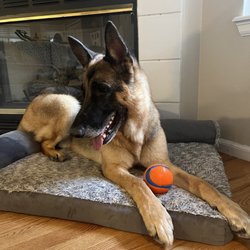 Dingo's Natural Pet Food, Self-Wash Grooming Giftly Beautiful