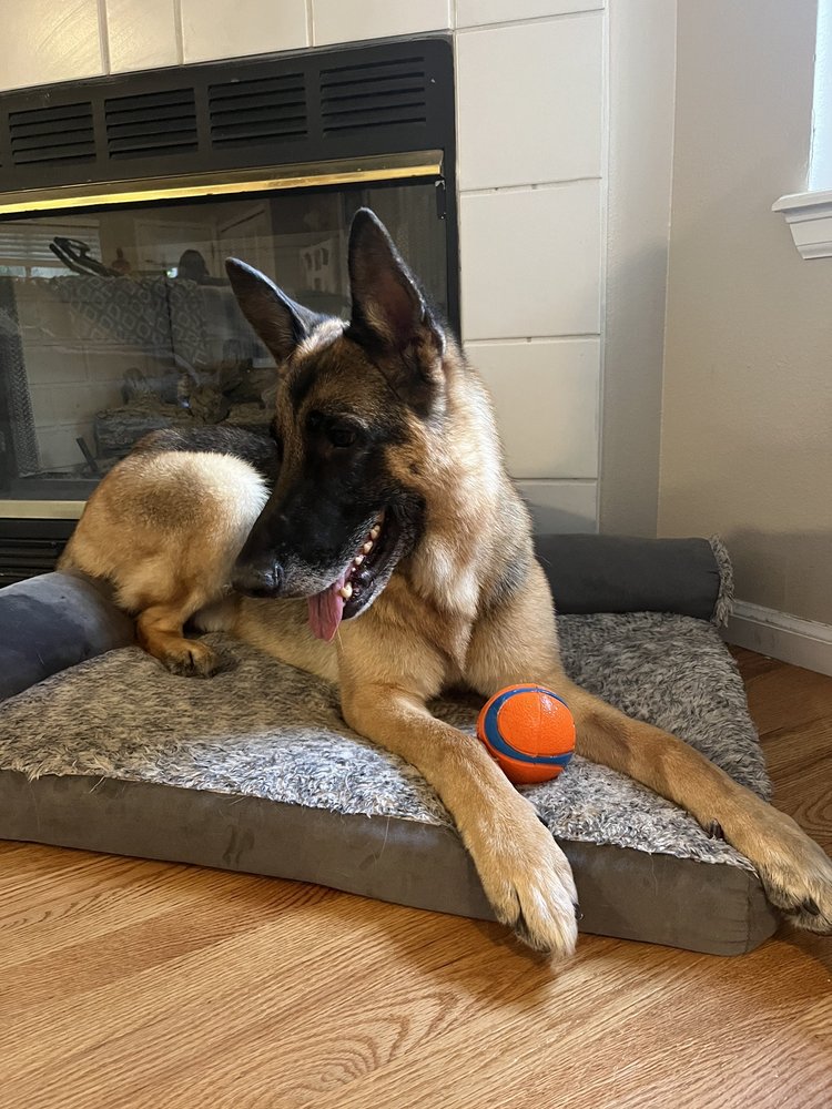 Dingo's Natural Pet Food, Self-Wash & Grooming