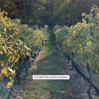 Potomac Point Winery - Wineries Near Me - Stafford, Virginia